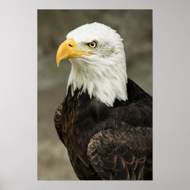 Póster Foto de Bald Eagle (Frente)