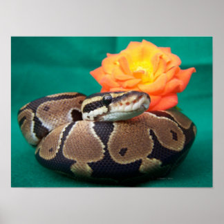 Póster Foto de Ball python con espalda verde rosa naranja