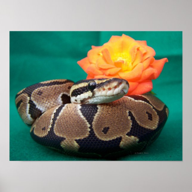 Póster Foto de Ball python con espalda verde rosa naranja (Frente)