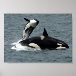 Póster Foto de ballena asesina de Alaska