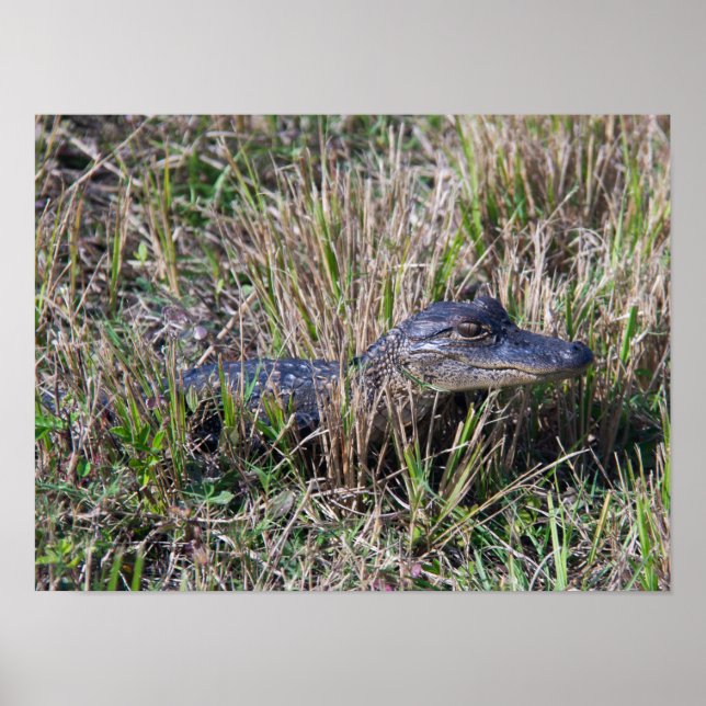 Póster Foto de bebé caimán en hierba de pantano de Florid (Frente)
