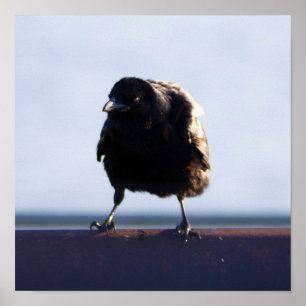 Póster Foto de Blackbird