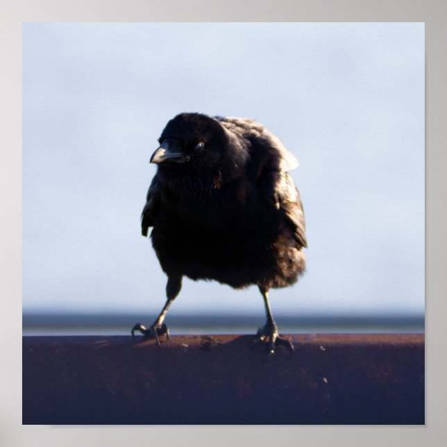 Póster Foto de Blackbird (Frente)