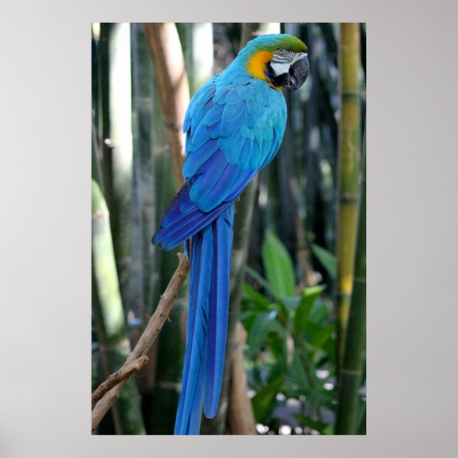 Póster Foto de Blue Parrot (Frente)