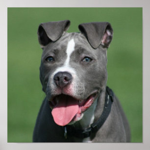 Póster Foto de Blue Pitbull Puppy