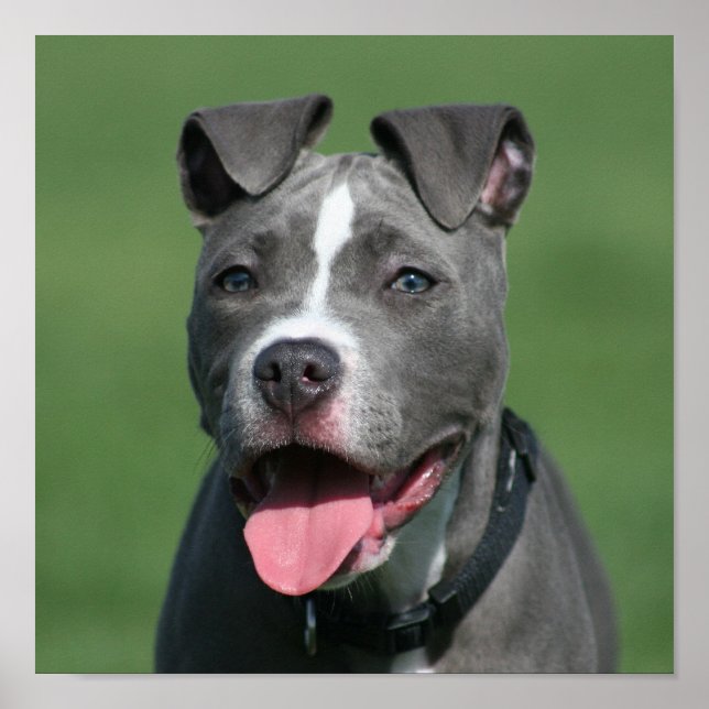 Póster Foto de Blue Pitbull Puppy (Frente)