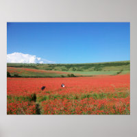 Foto de boda en un campo de amapolas rojas