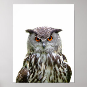 Póster Foto de búho animal salvaje del bosque peekaboo gu