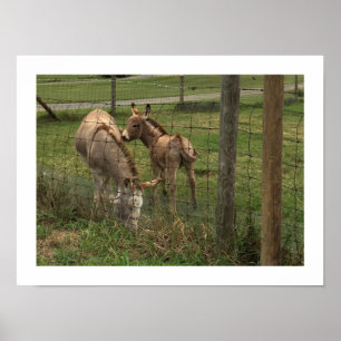 Póster Foto de burros