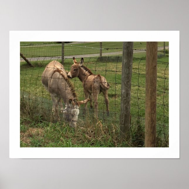 Póster Foto de burros (Frente)