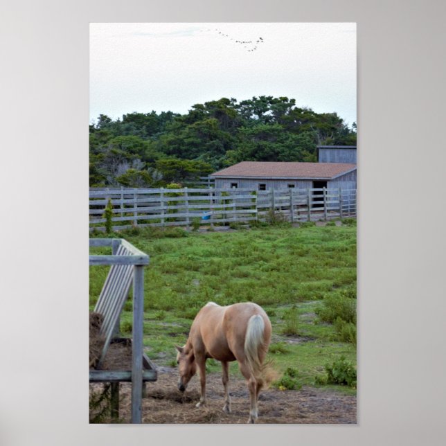 Póster Foto de caballo (Frente)