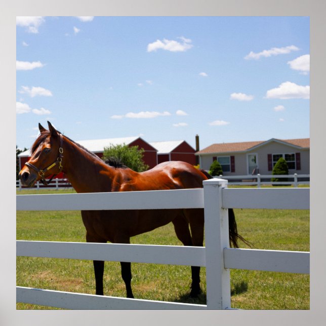 Póster Foto de caballo (Frente)