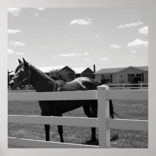 Póster Foto de caballo