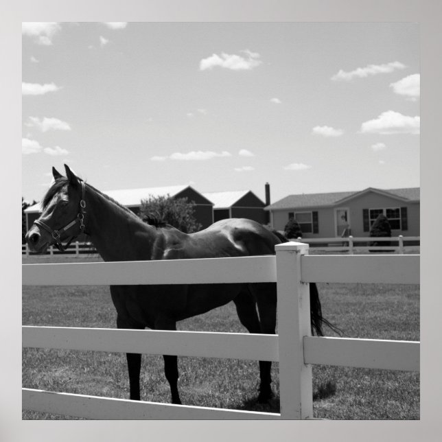 Póster Foto de caballo (Frente)