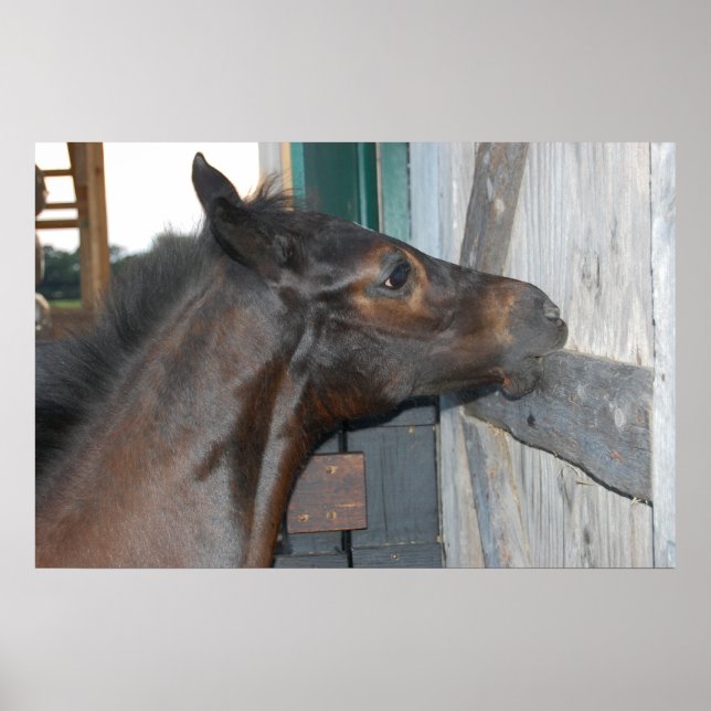 Póster Foto de caballo (Frente)