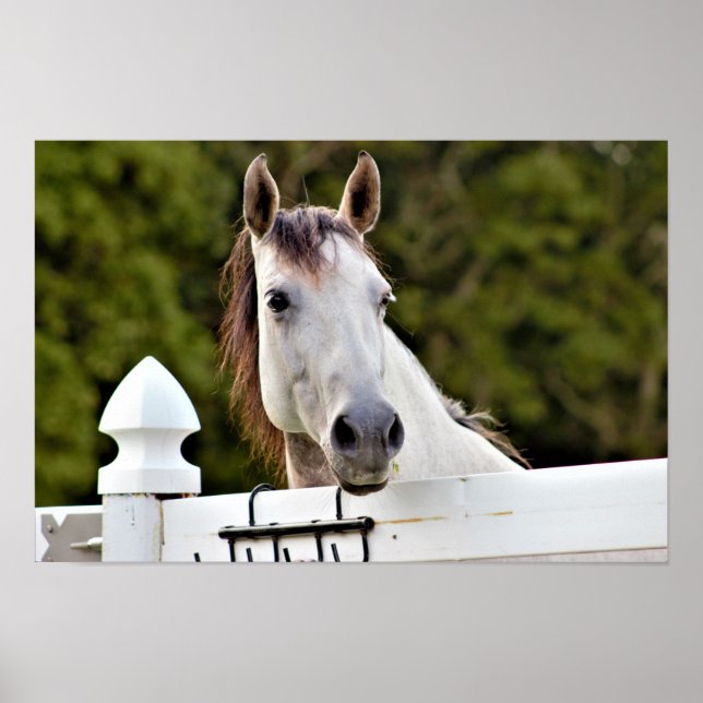 Póster Foto de Caballo Blanco (Frente)