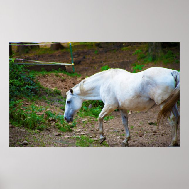 Póster Foto de caballo blanco (Frente)