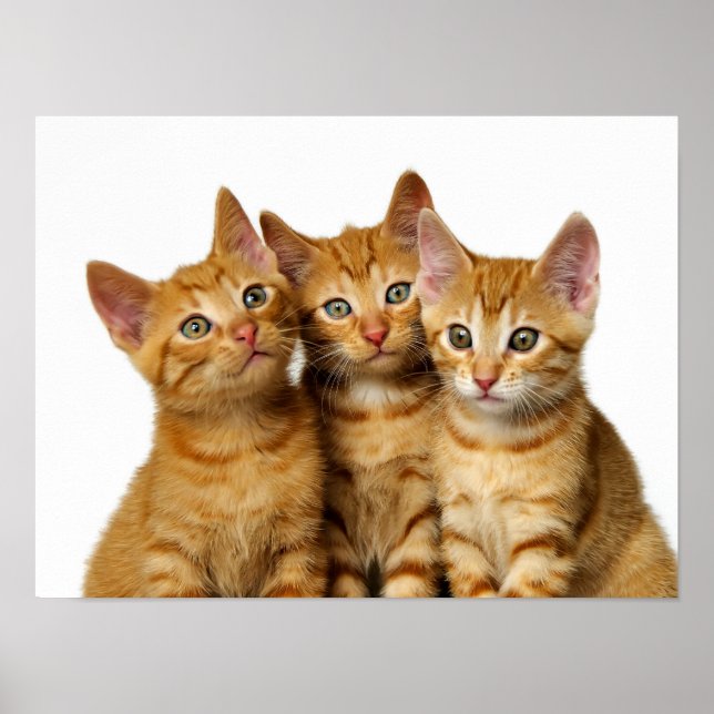 Póster Foto de cabeza de tres gatos de jengibre gatitos - (Frente)