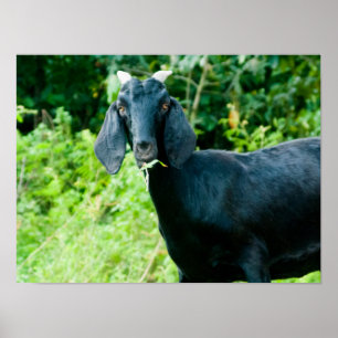 Póster Foto de cabra negra con bocinas pasto