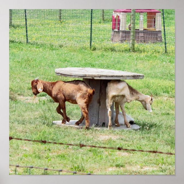 Póster Foto de cabras (Frente)