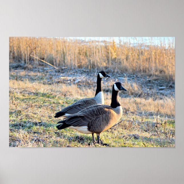 Póster Foto de Canadá en Geese (Frente)