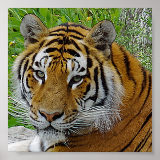 Póster Foto de cerca de la cara de un tigre siberiano