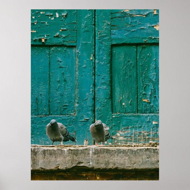 PÓSTER FOTO DE CERRADO DE DOS PIGEONAS GRIS EN CONCRETO G (Frente)