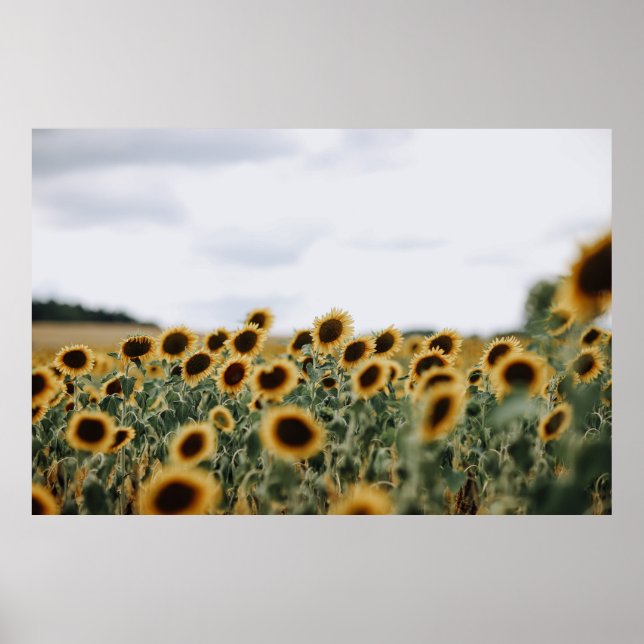 PÓSTER FOTO DE CERRADOR DE SUNFLOWERS (Frente)