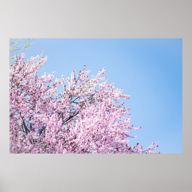 PÓSTER FOTO DE CHERRY BLOSSOM TREE (Frente)