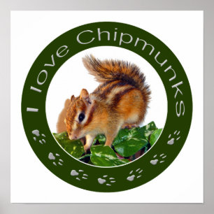 Póster Foto de Chipmunk