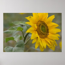 Foto de cierre de girasol amarillo brillante CC003