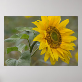 Póster Foto de cierre de girasol amarillo brillante CC003