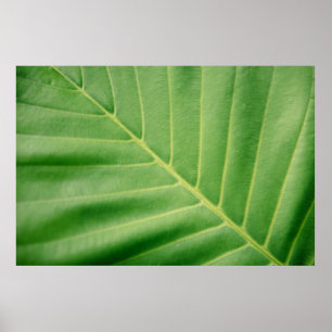 Póster Foto de cierre de hoja verde