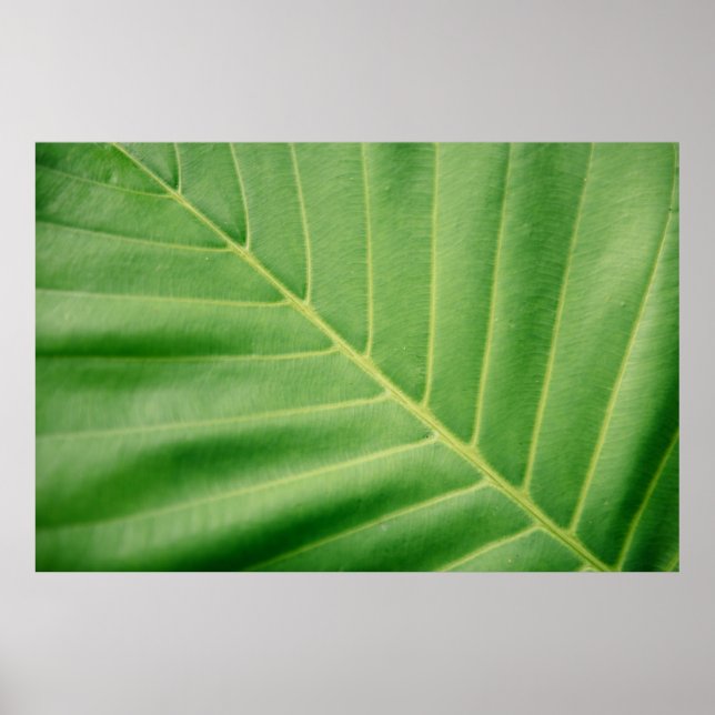 Póster Foto de cierre de hoja verde (Frente)