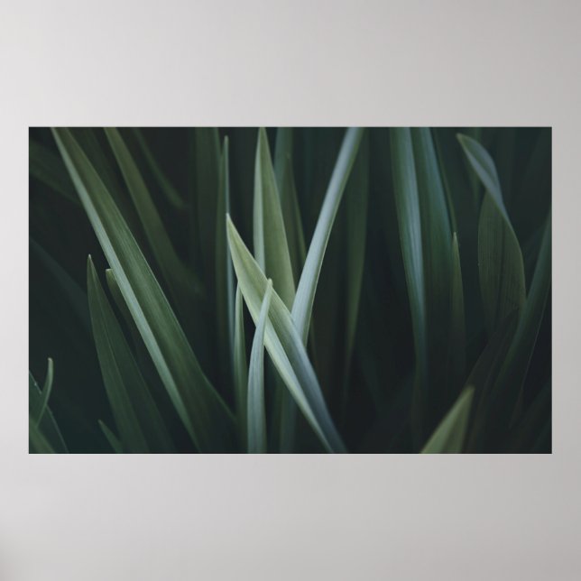 Póster Foto de cierre de hojas lineales verdes (Frente)