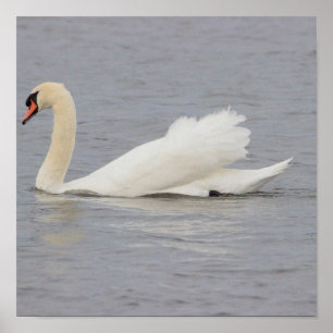 Póster Foto de cisne