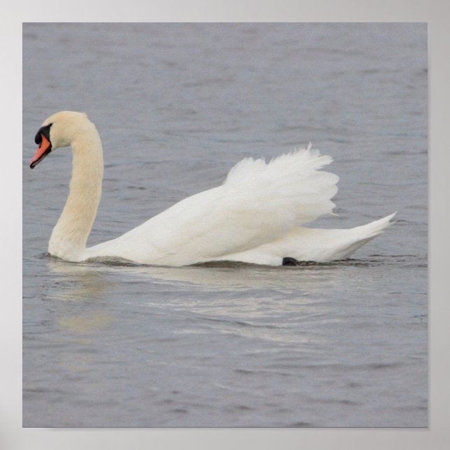 Póster Foto de cisne (Frente)