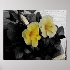 Póster Foto de color selectiva del Hibiscus amarillo