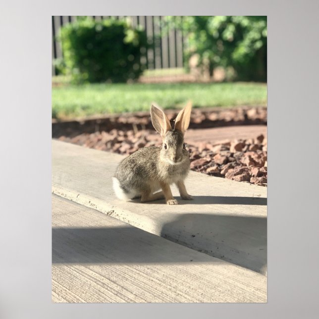 Póster foto de conejo de Pascua de primavera (Frente)