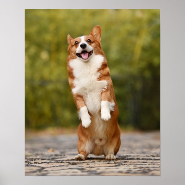 Póster Foto de Corgi Puppy Standing (Frente)