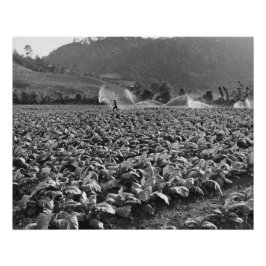 Póster Foto de cosecha de tabaco en honduras