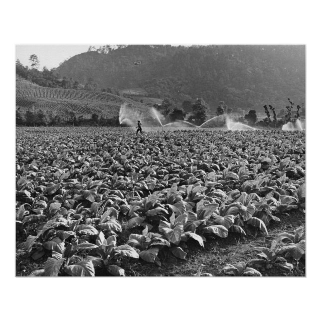 Póster Foto de cosecha de tabaco en honduras (Anverso)