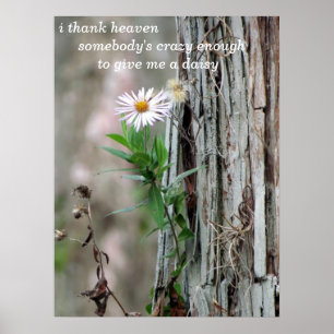 Póster Foto de Daisy