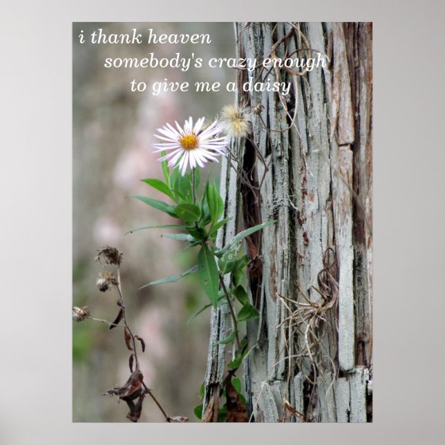 Póster Foto de Daisy (Frente)