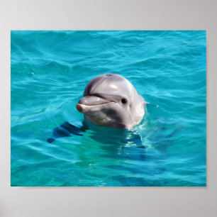 Póster Foto de delfín en agua azul