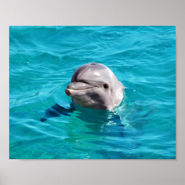 Póster Foto de delfín en agua azul (Frente)