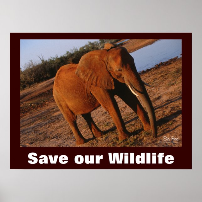 Póster Foto de Elephant Salve a nuestro Poster de Vida Si (Frente)