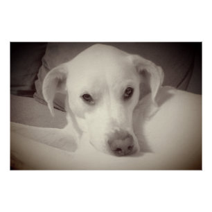 Póster Foto de estilo vintage de un bello perro con alma