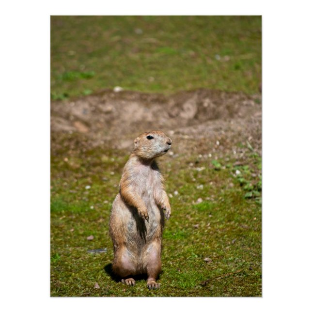 Póster Foto de fauna silvestre de perro de la pradera de  (Anverso)