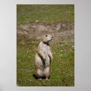 Póster Foto de fauna silvestre de perro de la pradera de